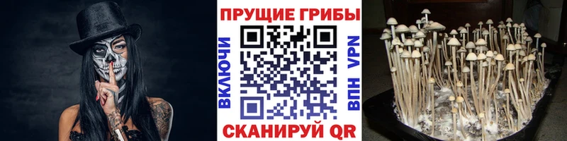 Псилоцибиновые грибы мухоморы даркнет какой сайт Воронеж